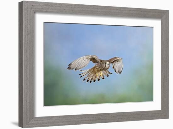 Common Kestrel in Flight-null-Framed Photographic Print