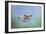 Common Kestrel in Flight-null-Framed Photographic Print