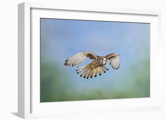 Common Kestrel in Flight-null-Framed Photographic Print