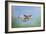 Common Kestrel in Flight-null-Framed Photographic Print