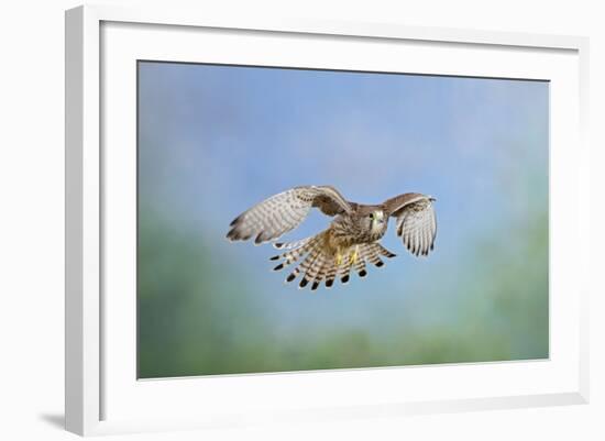 Common Kestrel in Flight-null-Framed Photographic Print