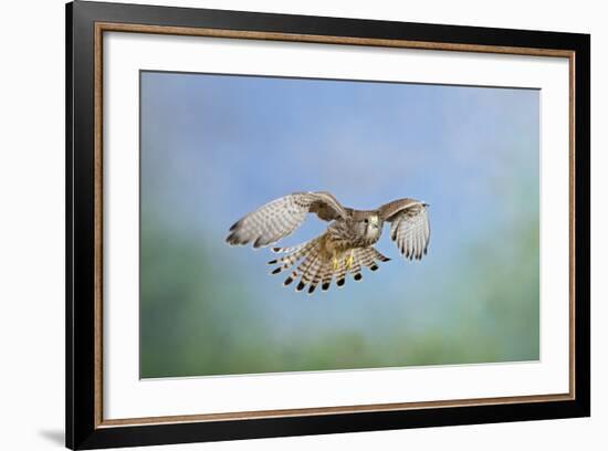 Common Kestrel in Flight-null-Framed Photographic Print