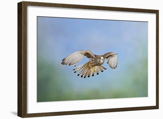 Common Kestrel in Flight-null-Framed Photographic Print