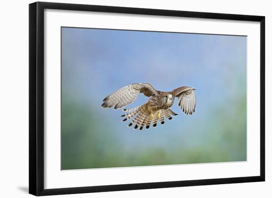 Common Kestrel in Flight-null-Framed Photographic Print