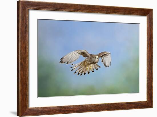 Common Kestrel in Flight-null-Framed Photographic Print