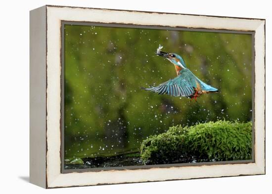 Common Kingfisher {Alcedo Atthis} Coming Up Out of Water with Fish, Lorraine, France-Poinsignon and Hackel-Framed Premier Image Canvas