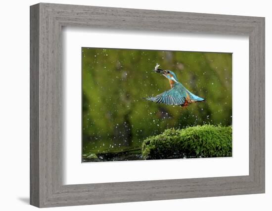 Common Kingfisher {Alcedo Atthis} Coming Up Out of Water with Fish, Lorraine, France-Poinsignon and Hackel-Framed Photographic Print