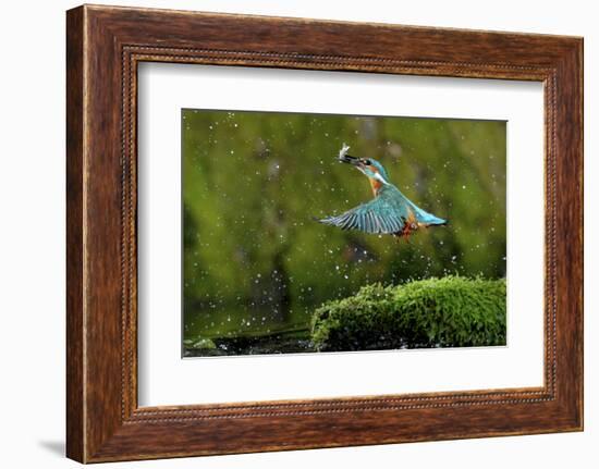 Common Kingfisher {Alcedo Atthis} Coming Up Out of Water with Fish, Lorraine, France-Poinsignon and Hackel-Framed Photographic Print