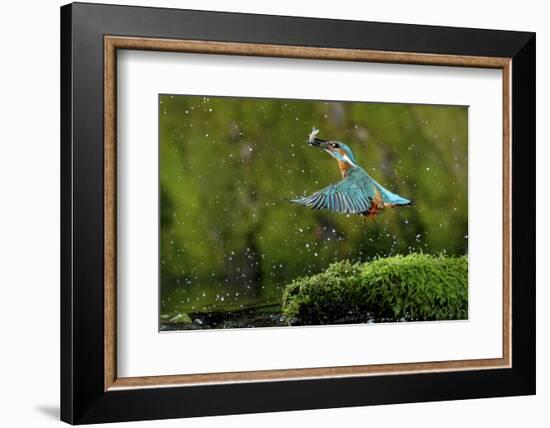 Common Kingfisher {Alcedo Atthis} Coming Up Out of Water with Fish, Lorraine, France-Poinsignon and Hackel-Framed Photographic Print