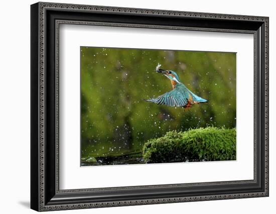 Common Kingfisher {Alcedo Atthis} Coming Up Out of Water with Fish, Lorraine, France-Poinsignon and Hackel-Framed Photographic Print