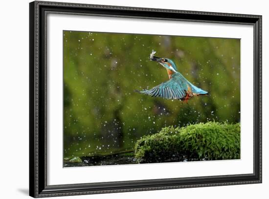 Common Kingfisher {Alcedo Atthis} Coming Up Out of Water with Fish, Lorraine, France-Poinsignon and Hackel-Framed Photographic Print