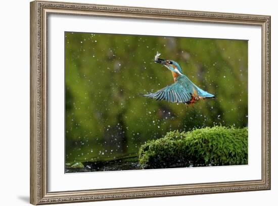 Common Kingfisher {Alcedo Atthis} Coming Up Out of Water with Fish, Lorraine, France-Poinsignon and Hackel-Framed Photographic Print