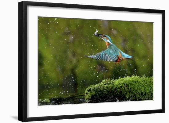 Common Kingfisher {Alcedo Atthis} Coming Up Out of Water with Fish, Lorraine, France-Poinsignon and Hackel-Framed Photographic Print