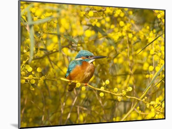 Common Kingfisher Perched in Yellow Flowering-null-Mounted Photographic Print