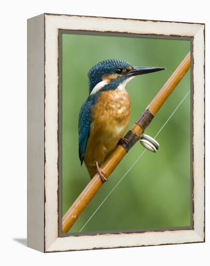 Common Kingfisher Perched on Fishing Rod, Hertfordshire, England, UK-Andy Sands-Framed Premier Image Canvas