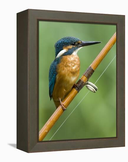 Common Kingfisher Perched on Fishing Rod, Hertfordshire, England, UK-Andy Sands-Framed Premier Image Canvas