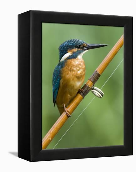 Common Kingfisher Perched on Fishing Rod, Hertfordshire, England, UK-Andy Sands-Framed Premier Image Canvas