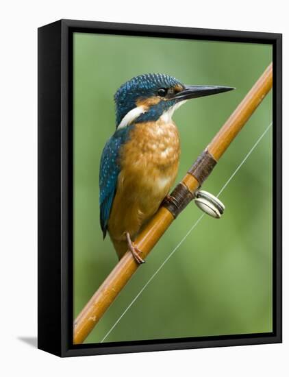 Common Kingfisher Perched on Fishing Rod, Hertfordshire, England, UK-Andy Sands-Framed Premier Image Canvas