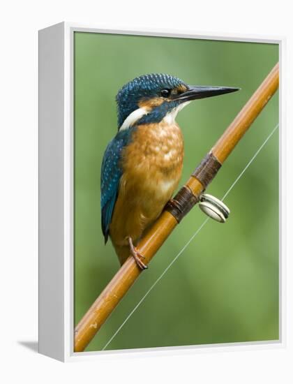 Common Kingfisher Perched on Fishing Rod, Hertfordshire, England, UK-Andy Sands-Framed Premier Image Canvas