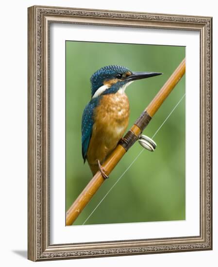 Common Kingfisher Perched on Fishing Rod, Hertfordshire, England, UK-Andy Sands-Framed Photographic Print