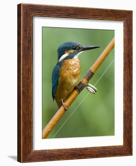 Common Kingfisher Perched on Fishing Rod, Hertfordshire, England, UK-Andy Sands-Framed Photographic Print