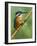 Common Kingfisher Perched on Fishing Rod, Hertfordshire, England, UK-Andy Sands-Framed Photographic Print