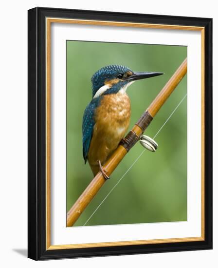 Common Kingfisher Perched on Fishing Rod, Hertfordshire, England, UK-Andy Sands-Framed Photographic Print