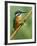 Common Kingfisher Perched on Fishing Rod, Hertfordshire, England, UK-Andy Sands-Framed Photographic Print