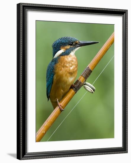 Common Kingfisher Perched on Fishing Rod, Hertfordshire, England, UK-Andy Sands-Framed Photographic Print