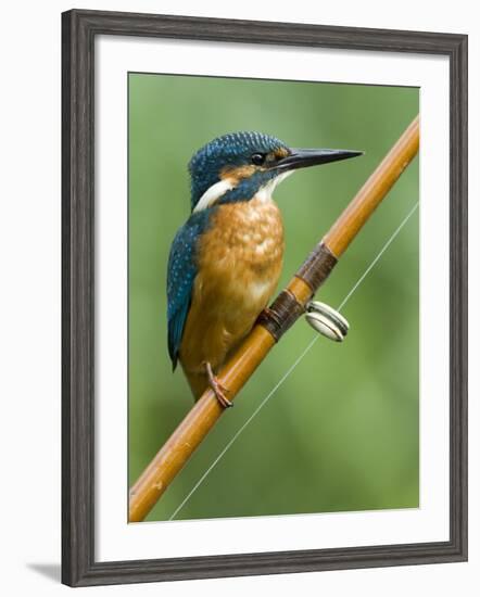 Common Kingfisher Perched on Fishing Rod, Hertfordshire, England, UK-Andy Sands-Framed Photographic Print