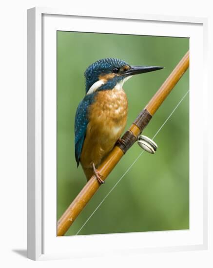 Common Kingfisher Perched on Fishing Rod, Hertfordshire, England, UK-Andy Sands-Framed Photographic Print