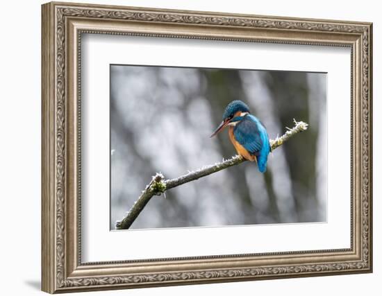 Common kingfisher perched on frosty branch in winter, Germany-Konrad Wothe-Framed Photographic Print