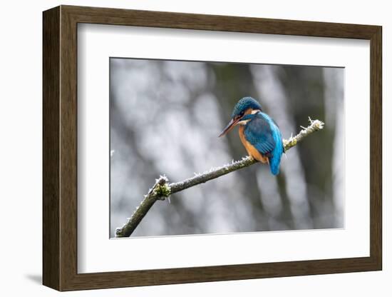 Common kingfisher perched on frosty branch in winter, Germany-Konrad Wothe-Framed Photographic Print