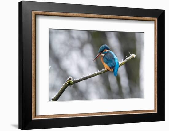 Common kingfisher perched on frosty branch in winter, Germany-Konrad Wothe-Framed Photographic Print