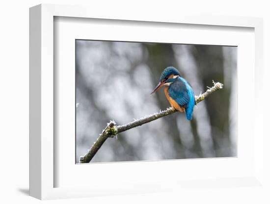 Common kingfisher perched on frosty branch in winter, Germany-Konrad Wothe-Framed Photographic Print