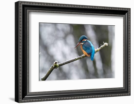 Common kingfisher perched on frosty branch in winter, Germany-Konrad Wothe-Framed Photographic Print