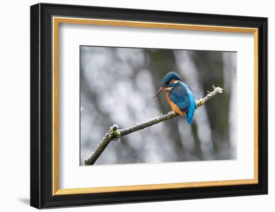 Common kingfisher perched on frosty branch in winter, Germany-Konrad Wothe-Framed Photographic Print