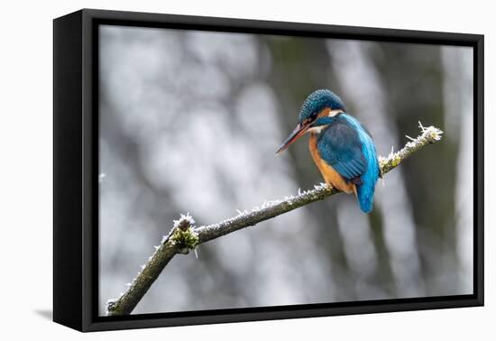 Common kingfisher perched on frosty branch in winter, Germany-Konrad Wothe-Framed Premier Image Canvas