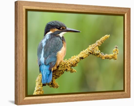 Common Kingfisher Perched on Lichen Covered Twig, Hertfordshire, England, UK-Andy Sands-Framed Premier Image Canvas