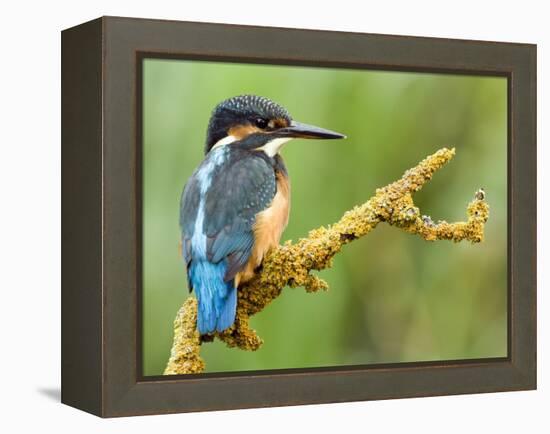 Common Kingfisher Perched on Lichen Covered Twig, Hertfordshire, England, UK-Andy Sands-Framed Premier Image Canvas