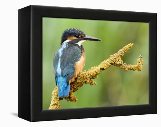 Common Kingfisher Perched on Lichen Covered Twig, Hertfordshire, England, UK-Andy Sands-Framed Premier Image Canvas