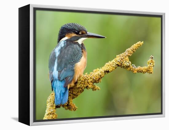 Common Kingfisher Perched on Lichen Covered Twig, Hertfordshire, England, UK-Andy Sands-Framed Premier Image Canvas