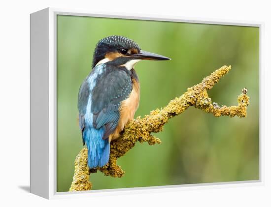 Common Kingfisher Perched on Lichen Covered Twig, Hertfordshire, England, UK-Andy Sands-Framed Premier Image Canvas