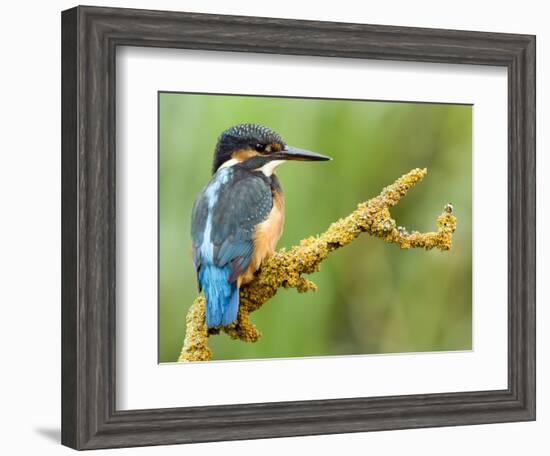 Common Kingfisher Perched on Lichen Covered Twig, Hertfordshire, England, UK-Andy Sands-Framed Photographic Print