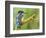 Common Kingfisher Perched on Lichen Covered Twig, Hertfordshire, England, UK-Andy Sands-Framed Photographic Print