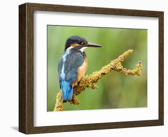 Common Kingfisher Perched on Lichen Covered Twig, Hertfordshire, England, UK-Andy Sands-Framed Photographic Print