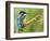 Common Kingfisher Perched on Lichen Covered Twig, Hertfordshire, England, UK-Andy Sands-Framed Photographic Print