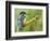 Common Kingfisher Perched on Lichen Covered Twig, Hertfordshire, England, UK-Andy Sands-Framed Photographic Print