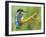 Common Kingfisher Perched on Lichen Covered Twig, Hertfordshire, England, UK-Andy Sands-Framed Photographic Print