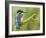 Common Kingfisher Perched on Lichen Covered Twig, Hertfordshire, England, UK-Andy Sands-Framed Photographic Print